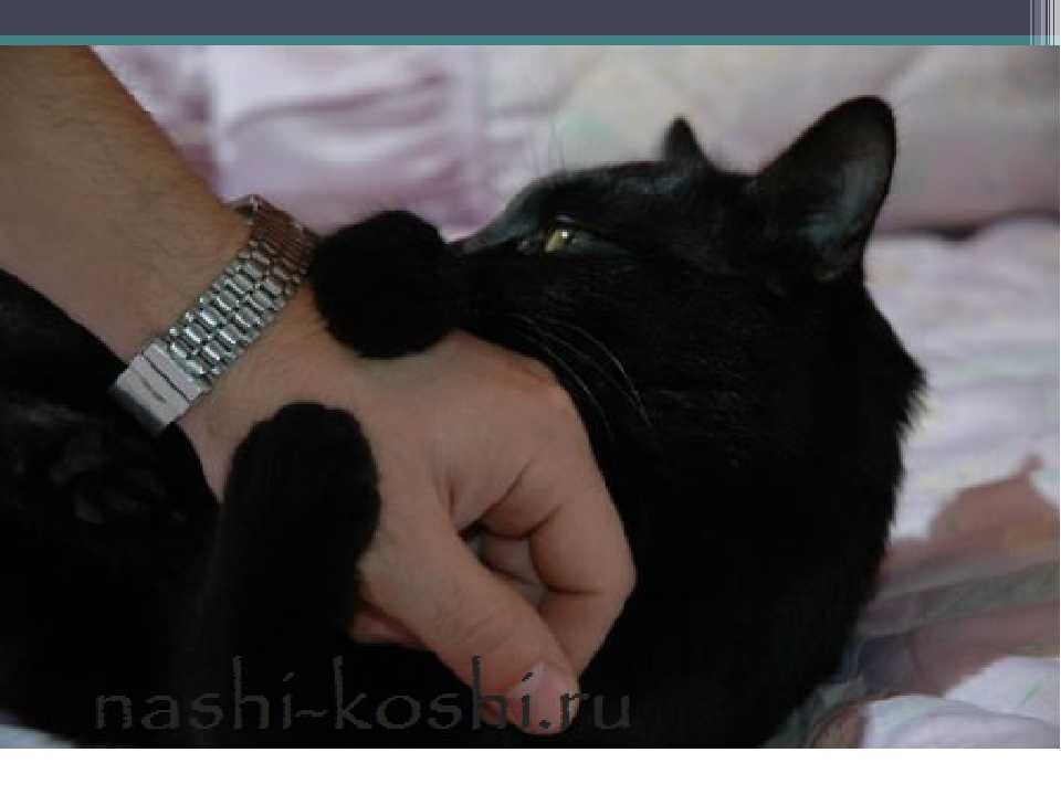 К чему снится кошка кусает за руку. Черный котенок на руках. Черная кошка на руках. Чёрные коты на руках. Кот кусает руку.