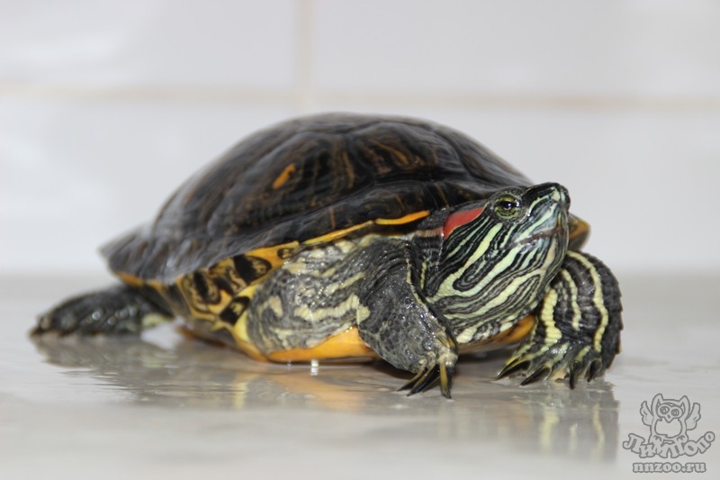 Черепаха красноухая уход в домашних условиях фото