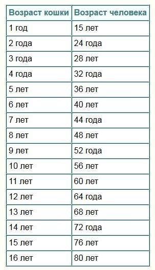 Сколько кошачьих лет в человеческом