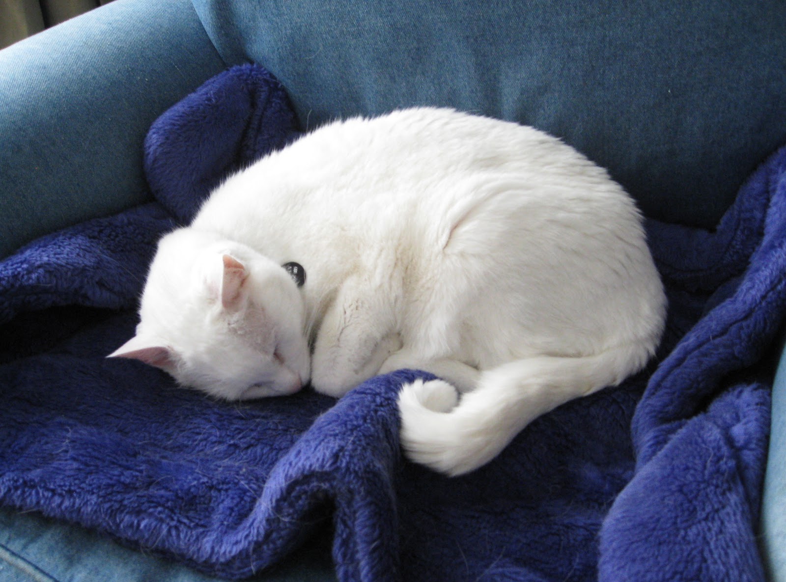 Спящий белый кот