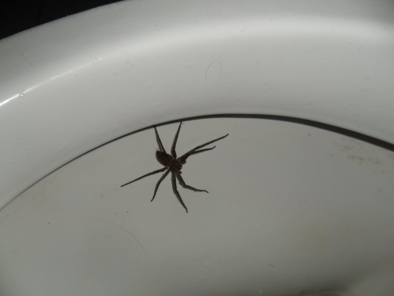 Спайдер туалет. Паук в ванной. Большой паук в ванной. Большой черный паук в ванной.