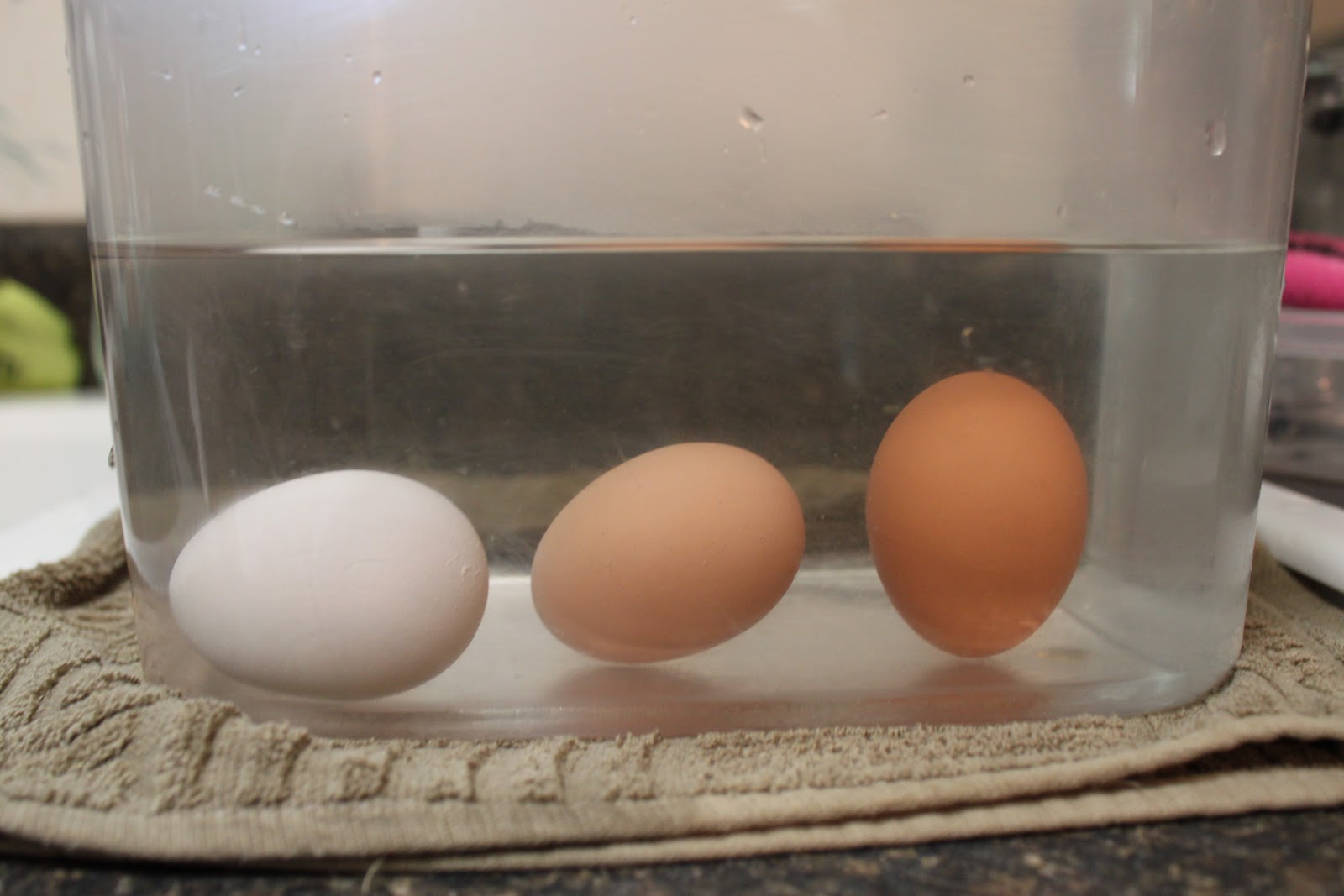 Как определить свежесть домашнего яйца. Свежесть куриных яиц. Яйцо в воде. Куриные яйца в воде. Свежее яйцо в воде.