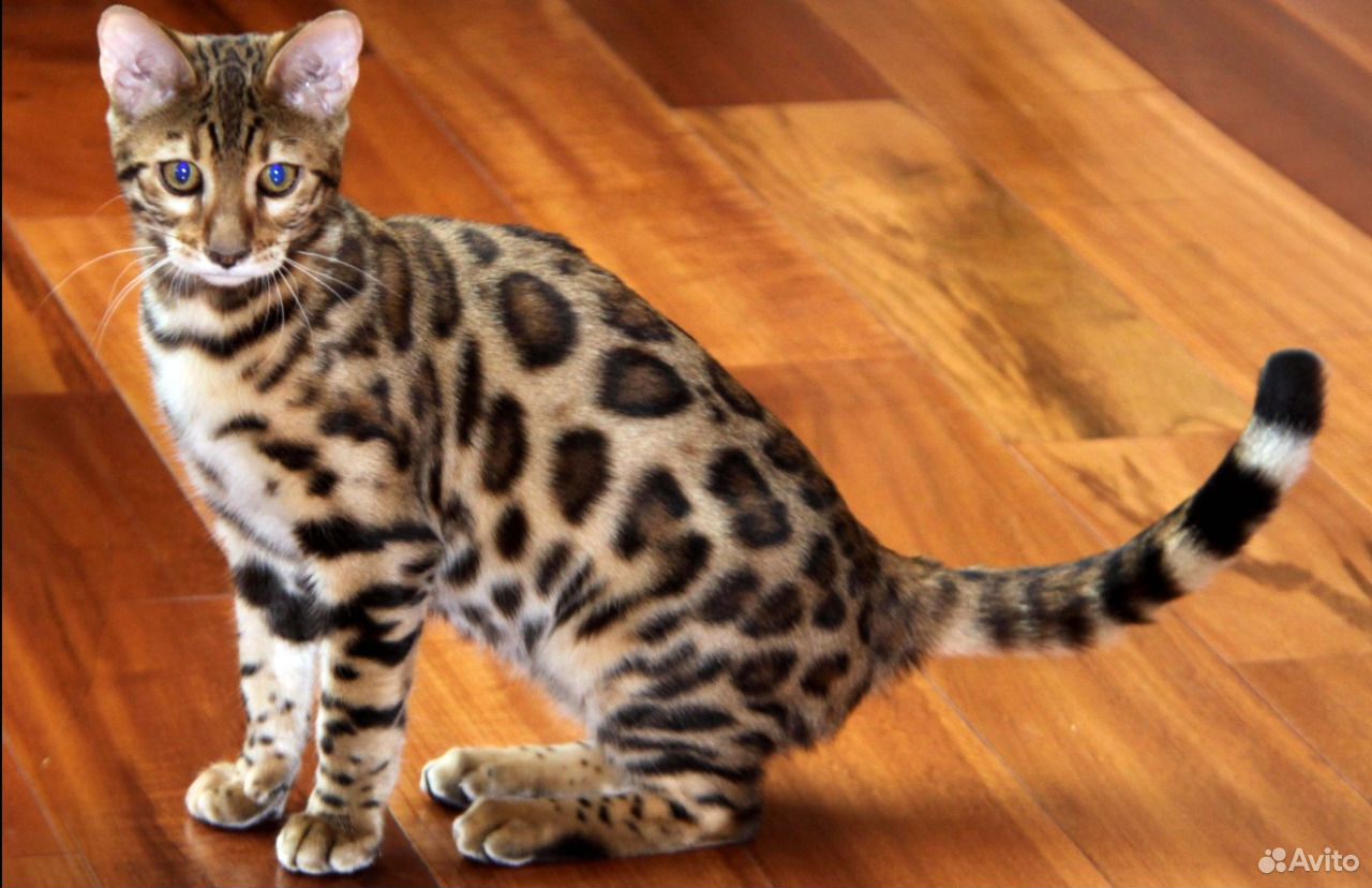 Пестрый окрас породы. Кошка породы бенгал. Леопард и Бенгальская кошка. Кошка пятнистая Бенгальская. Бенгальская леопардовая кошка.