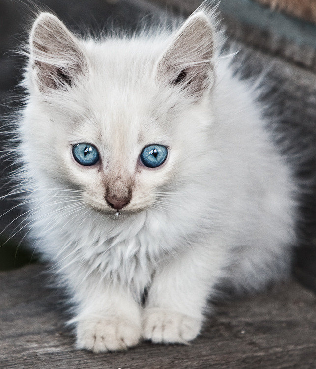Біла з. Котенок с голубыми глазами. Белый котенок. Белый голубоглазый котенок. Белые котята с голубыми глазками.