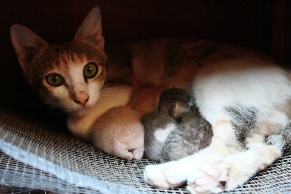 Роди кошек. Родовспоможение кошке. Кошки и котята после рождения.