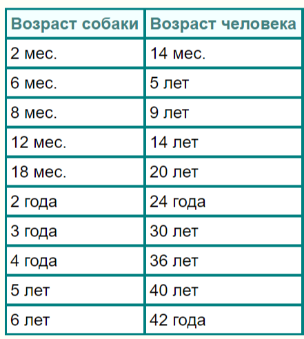 06 год сколько лет. Собачий Возраст на человеческий. Год кошки. Кошачий Возраст на человеческий. Koshachii vozrast.