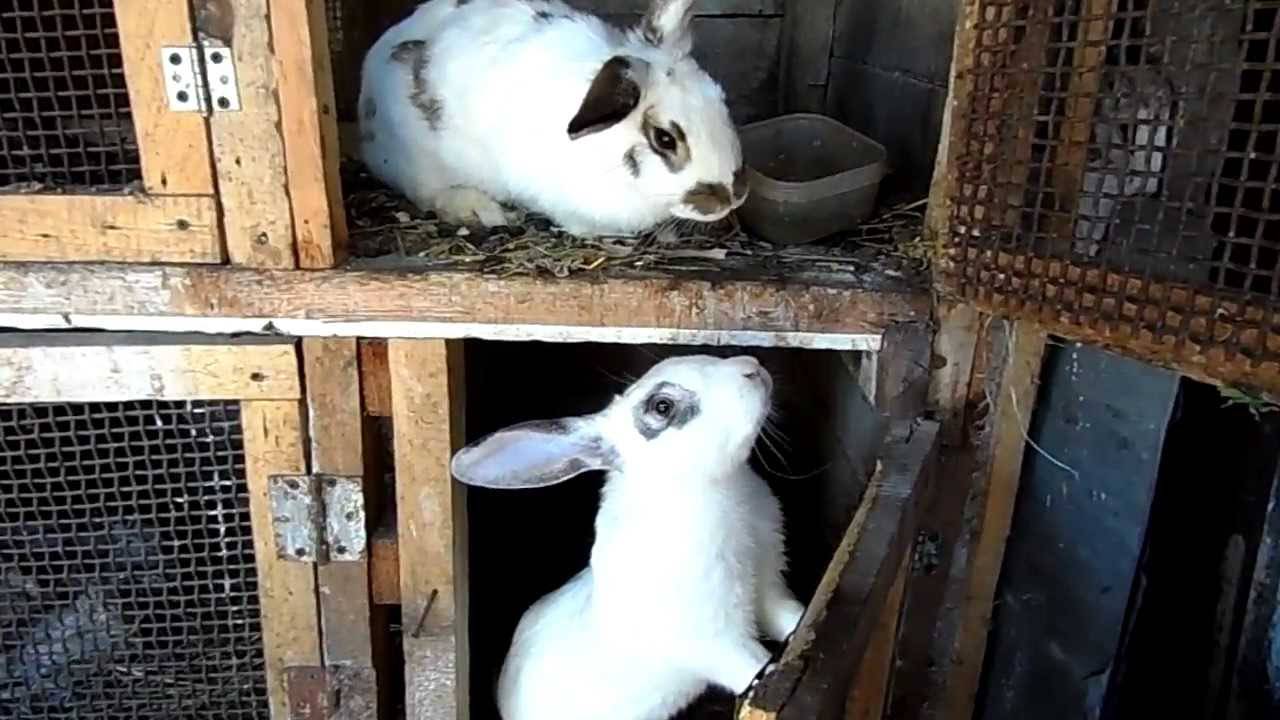 Кролики стучат задними. Кролик из кроликов. Деревянные ящики для окрола крольчиха. Кролик прогрыз клетку.