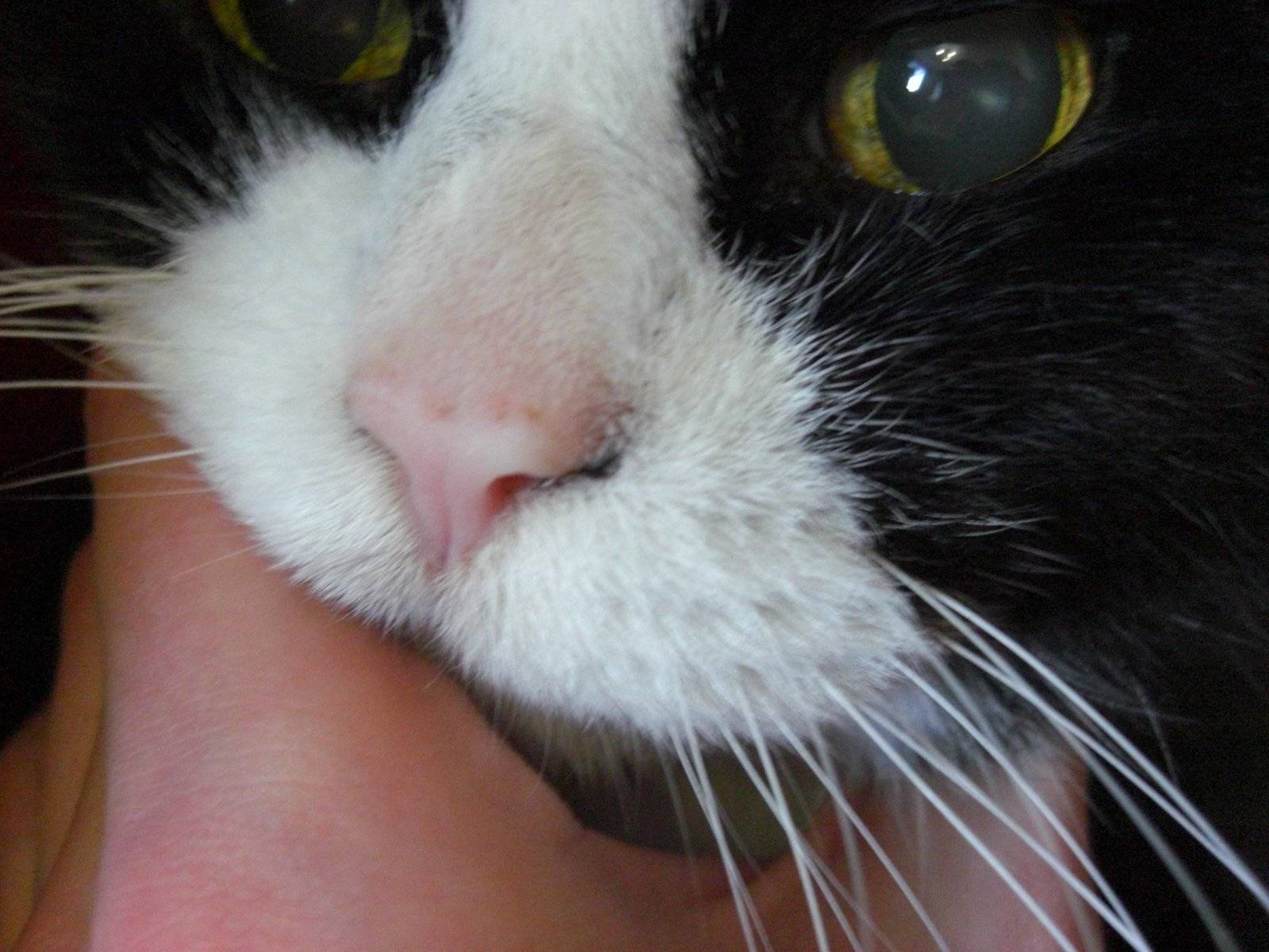Кошка вода нос. Калицивироз (эозинофильная гранулема). Эузинофильнаягранулема кошеке. Эозинофильная гранулема у кошек.