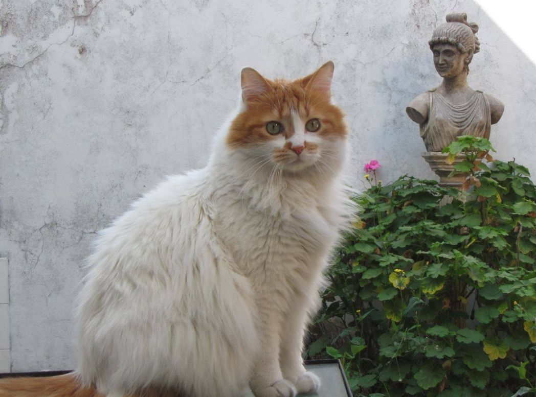 Кошка ване. Тибетский Ван порода котов. Армянские коты порода. Армянский Ван. Ванский кот армянский.