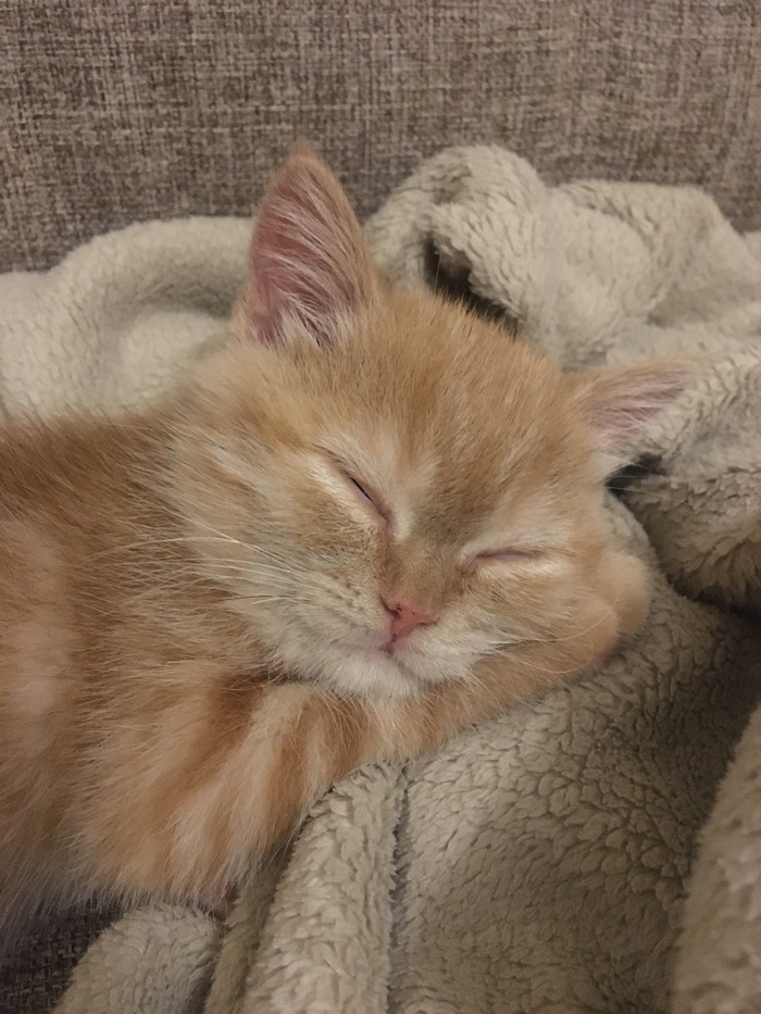 Сонник рыжий кот