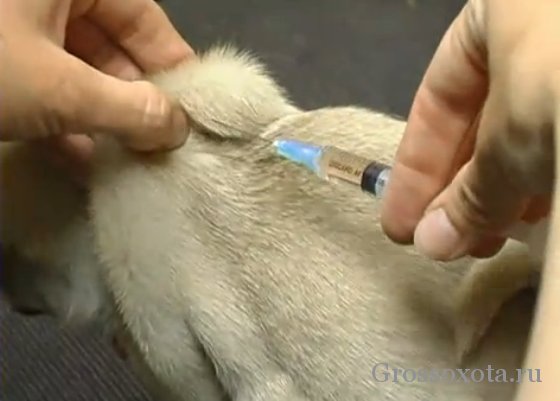Какие делают уколы для стрижки собак