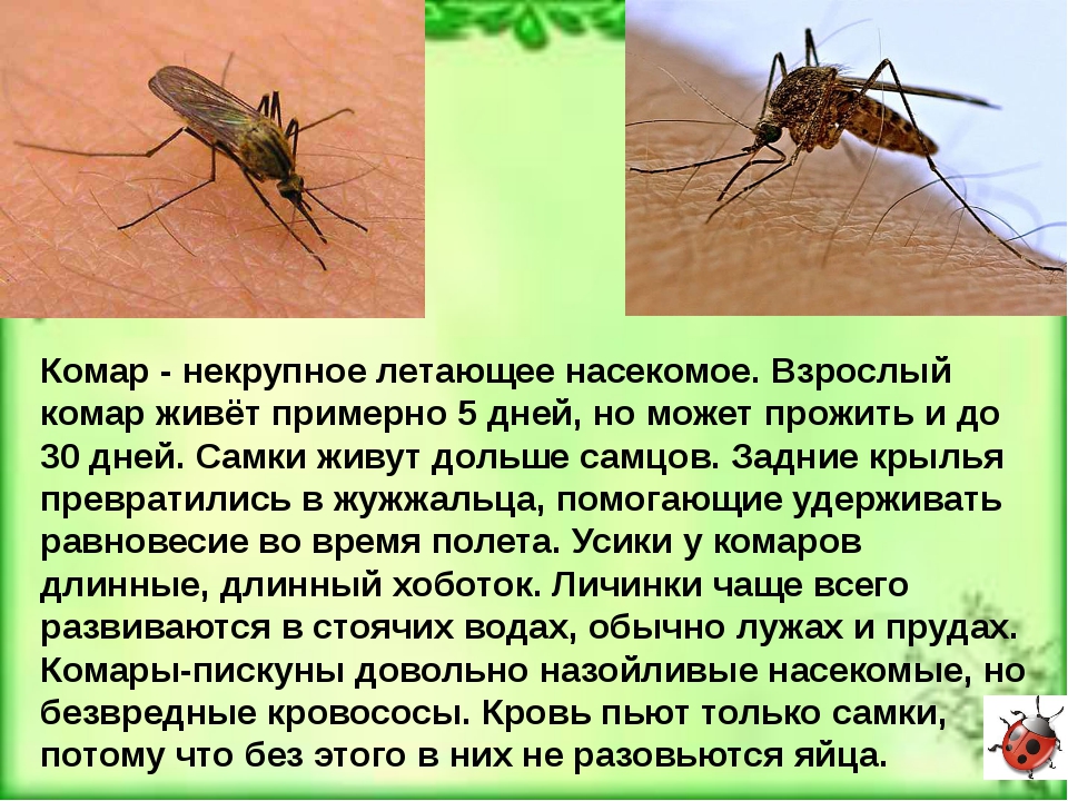 Сколько живет обыкновенная в квартире. Сколько живут комары. Комар описание. Какова Продолжительность жизни комара. Комары обитающие в России.