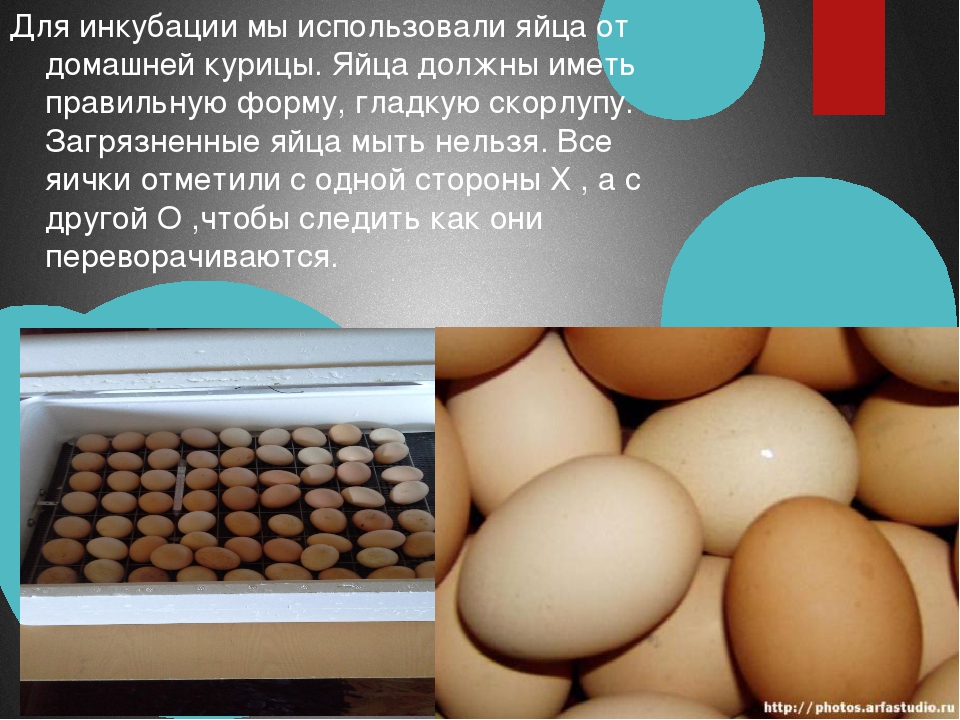 Можно мыть яйца для хранения. Мытое яйцо. Мытье куриных яиц. Помыть яйца. Помыть куриные яйца.