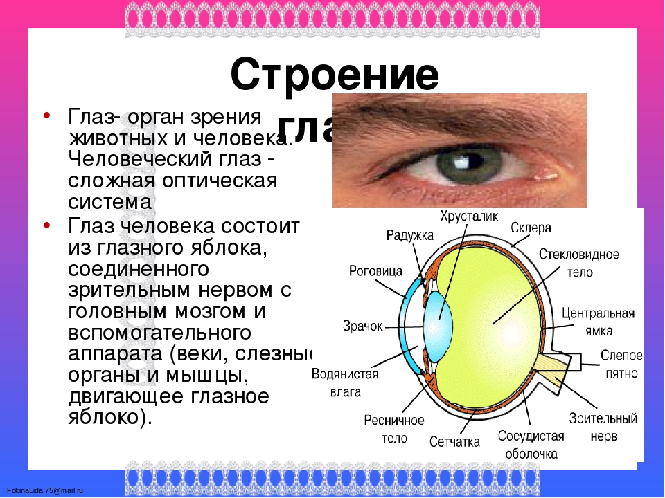 Доклад по физике на тему зрение. Строение и свойства глаза. Строение глаза. Внешнее строение глаза. Строение органа зрения.