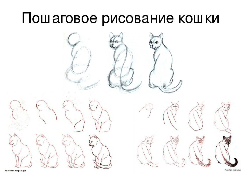 Схема как нарисовать кота