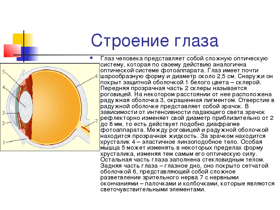 Глаз как оптическая система зрение конспект. Оптическая система глаза строение глаза физика. Строение глаза анатомия кратко. Строение глаза человека кратко. Система строения глаза.