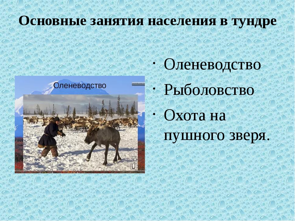 Какой народ называл словом тундра. Занятия людей в тундре. Занятия населения тундры. Основное занятие населения. Занятия жителей тундры.