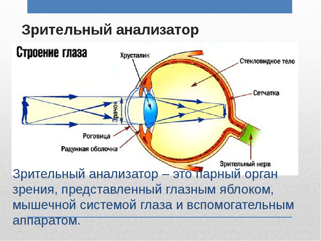 К оптической системе глаза относятся роговица хрусталик. Зрительный анализатор строение и функции биология 8 класс. Анализаторы зрительный анализатор строение. Строение анализатора зрения. Схема зрительного анализатора 8 класс.