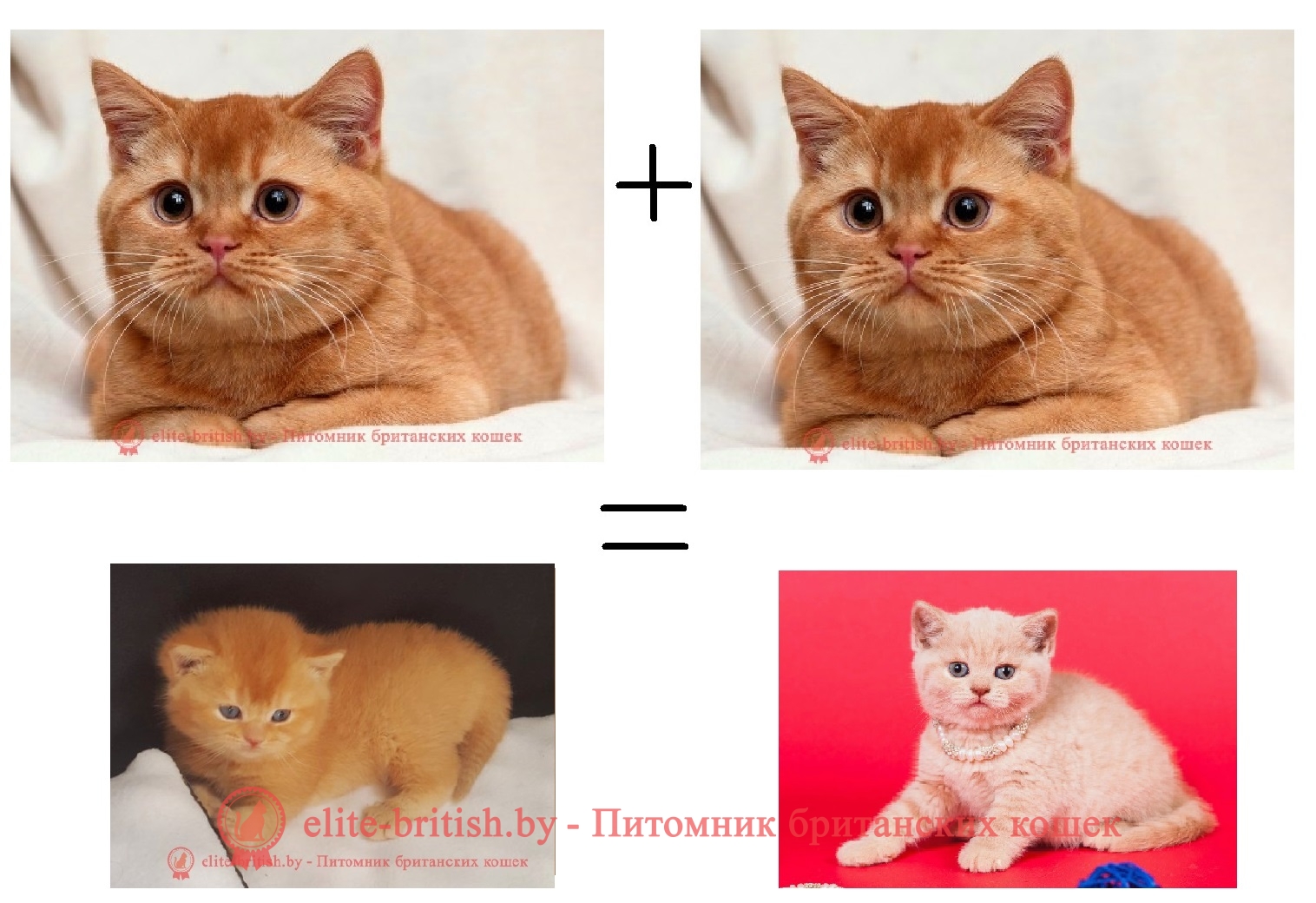 Генетика красного окраса кошек