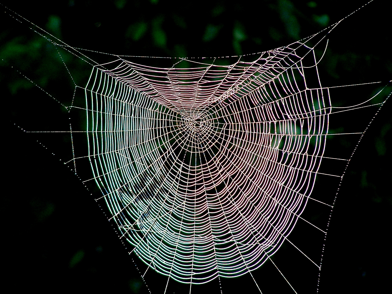 Включи паутинка. Паутина паука ледопряда. Паутинная сеть паука. Паутина стеатоды.