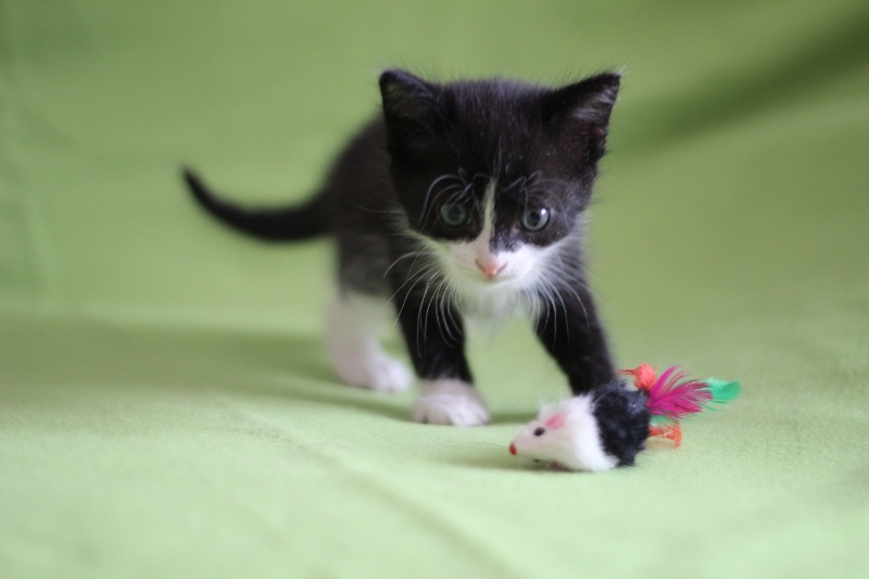 Черно белый котенок девочка. Котенок черно-белый. Котята чёрно белые. Котята черно белого окраса. Имена для котят.