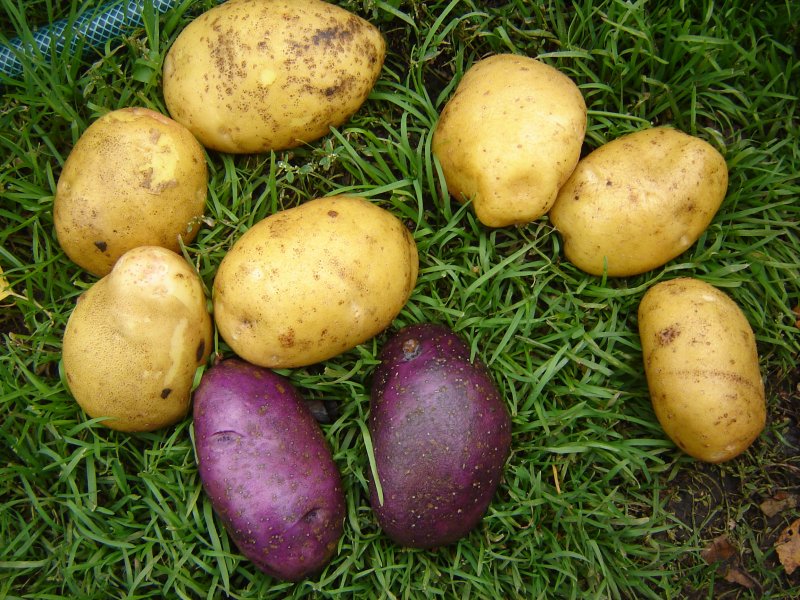 Картофель адретта характеристика сорта отзывы вкусовые качества
