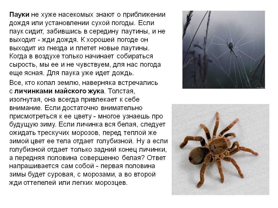 Почему много пауков