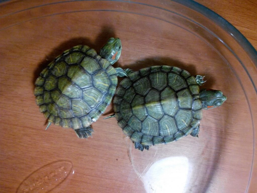 Черепахи минск. Красноухая черепаха. 2 Красноухие черепахи. Черепашка красноухая маленькая. Маленькие красноухие Черепашки.