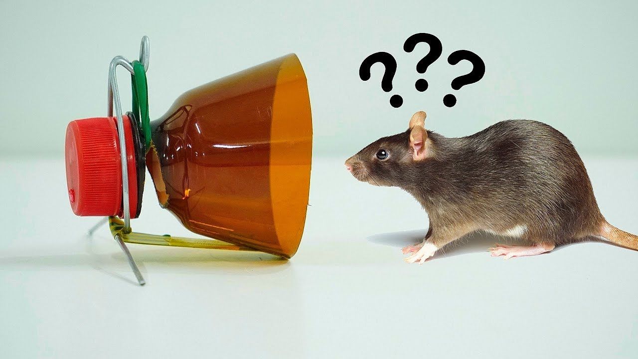 Ловят мышей видео. Мышь в мышеловке. Самодельная мышеловка. Мышеловки маленькие для мышей. Эффективная мышеловка.