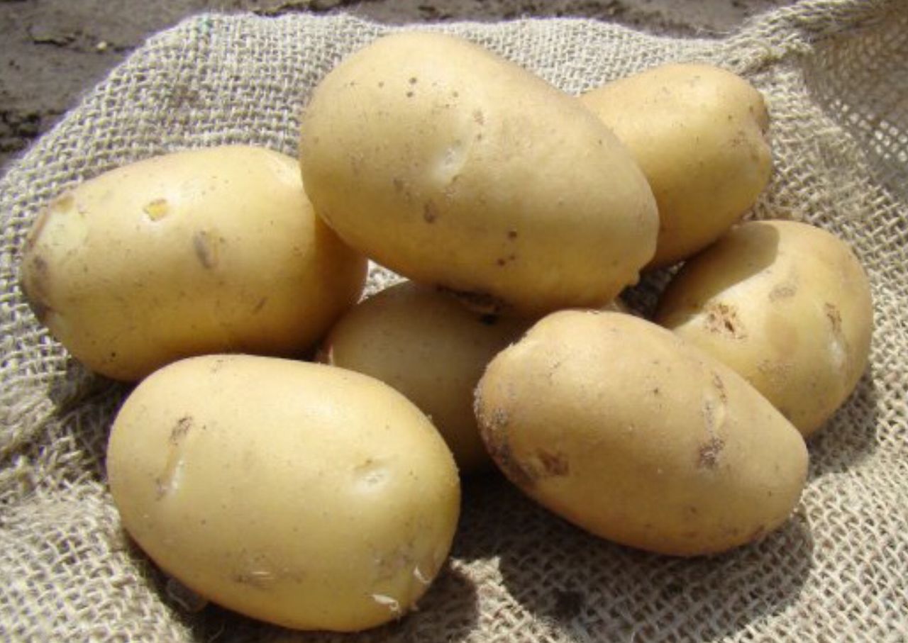 коломбо картофель характеристика фото