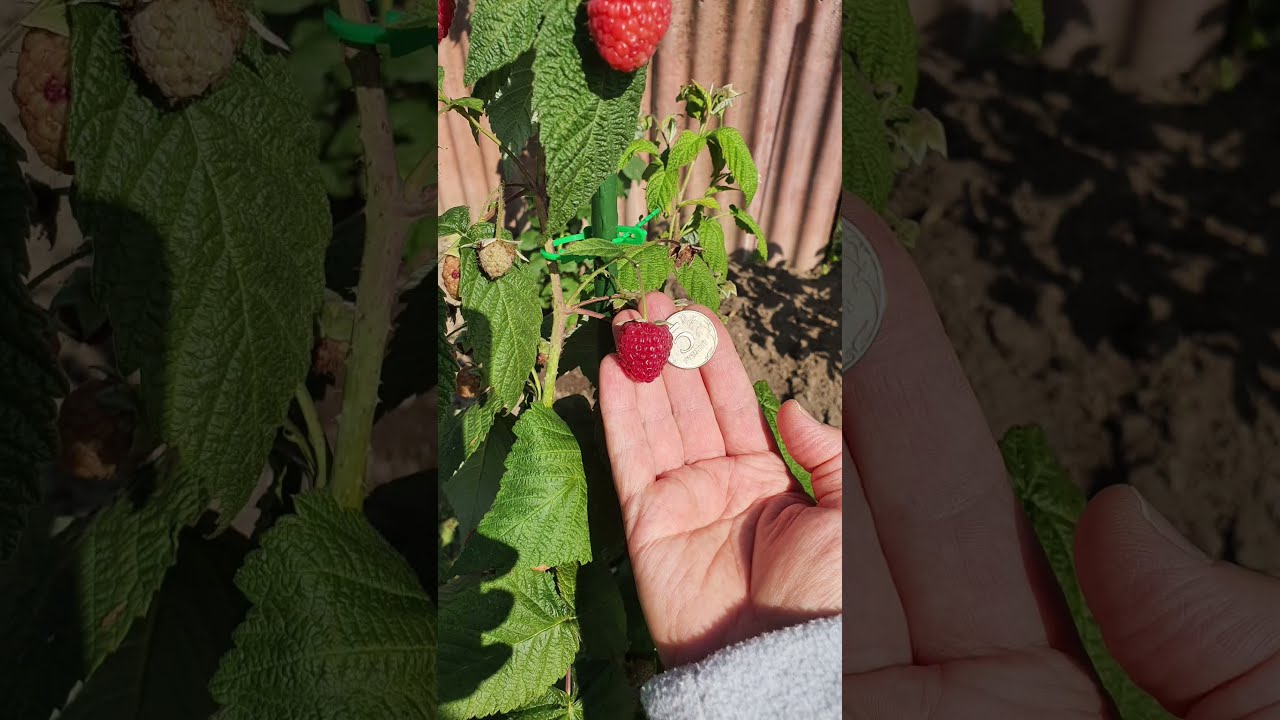 Купить Саженцы Малины В Брянской Области