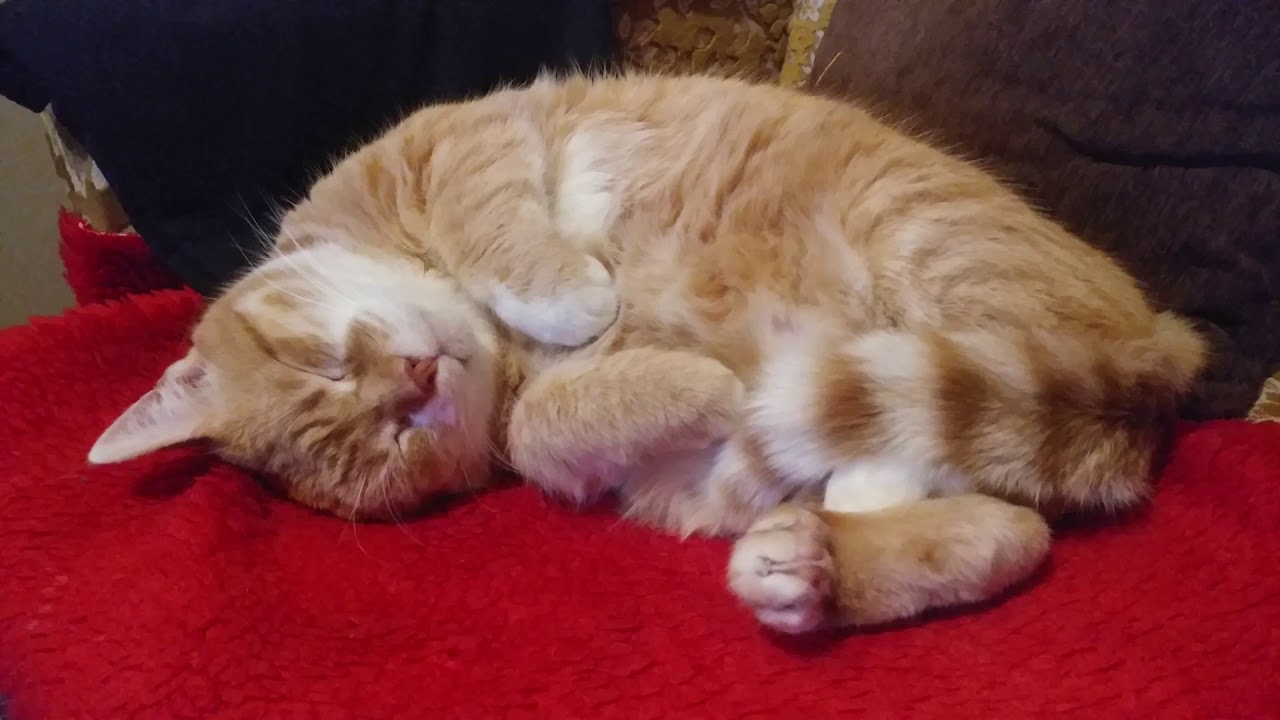 Включи видео cat nap. Большой рыжий кот во сне. Видеть во сне большого кота. Фото спящих рыжих котов.