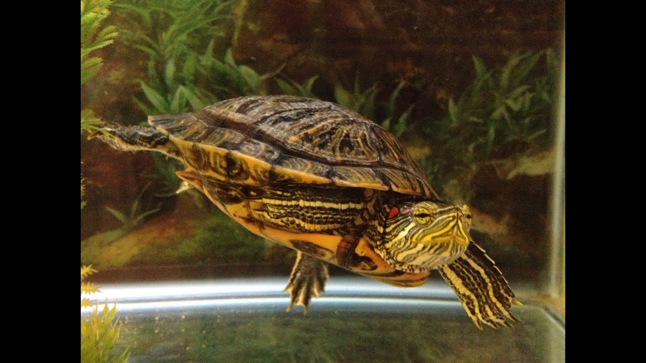 Водяная домашняя черепаха. Красноухая черепаха. Красноухая Пресноводная черепаха. Аквариумные Черепашки красноухие. Красноухая водоплавающая черепаха.