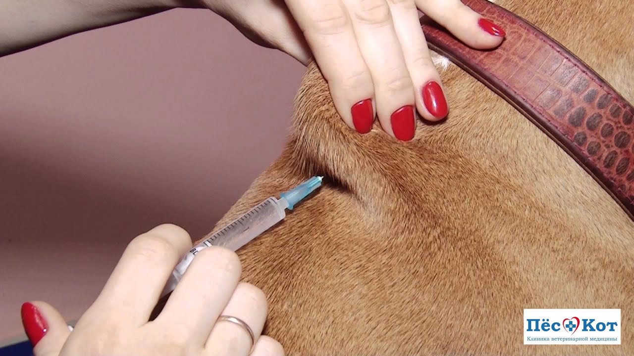 Фото как делать укол собаке в холку
