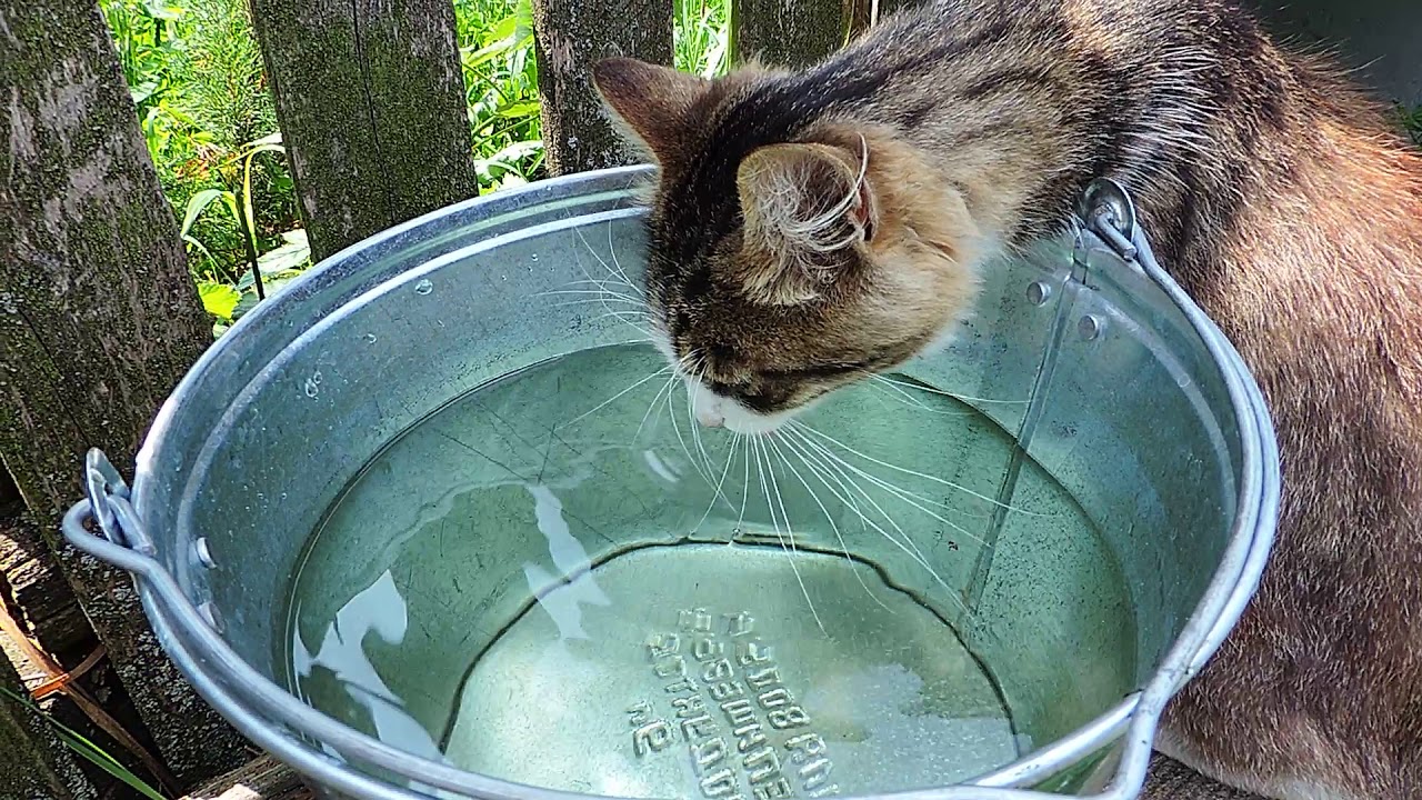 Кот пьющий воду. Кошка пьет. Кот пьет из ведра. Кот жадно пьет воду. Кот пьет мыльную воду.