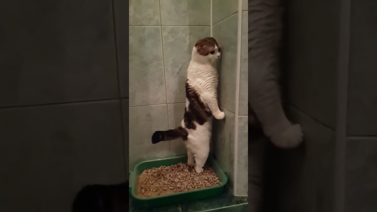 Кошка туалет кровь. Кот в туалете. Кот покакал. Кот какает стоя. Унитаз для кошек.