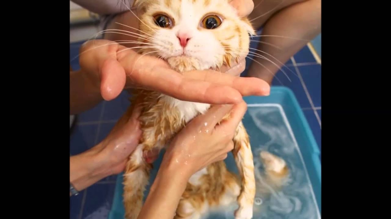Моем кошку правильно. Мытье кошки. Кошка моется. Купание кота. Помытая кошка.