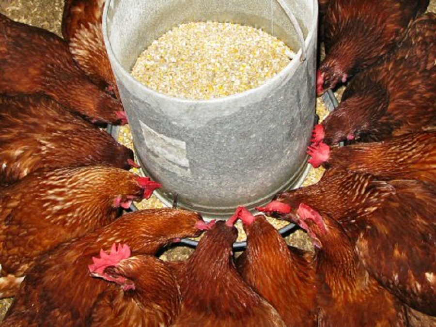 Лучший корм кур. Куры в птичнике с кормом. Курицы в курятнике. Питание кур. Кормление домашней птицы.