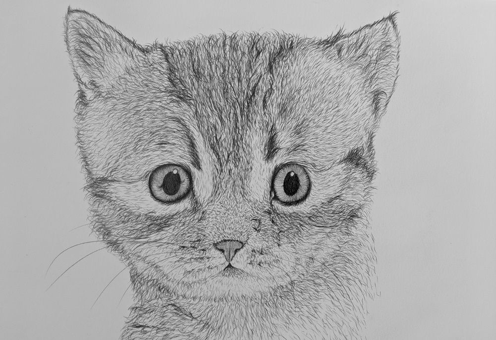 Как нарисовать кота карандашом
