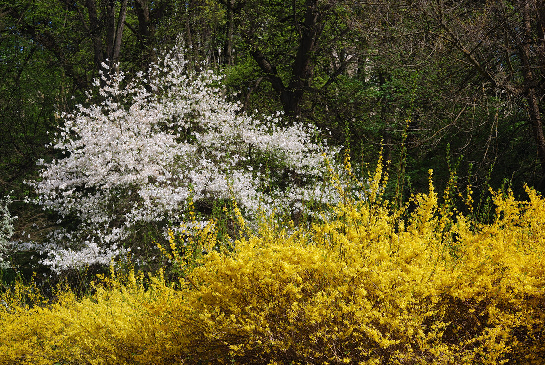 Куст с желтыми цветами весной без листьев