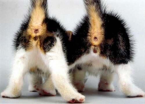 Половая кошка. Как определить кот или кошка. Котенок девочка и мальчик различить. Отличие котика от кошечки.