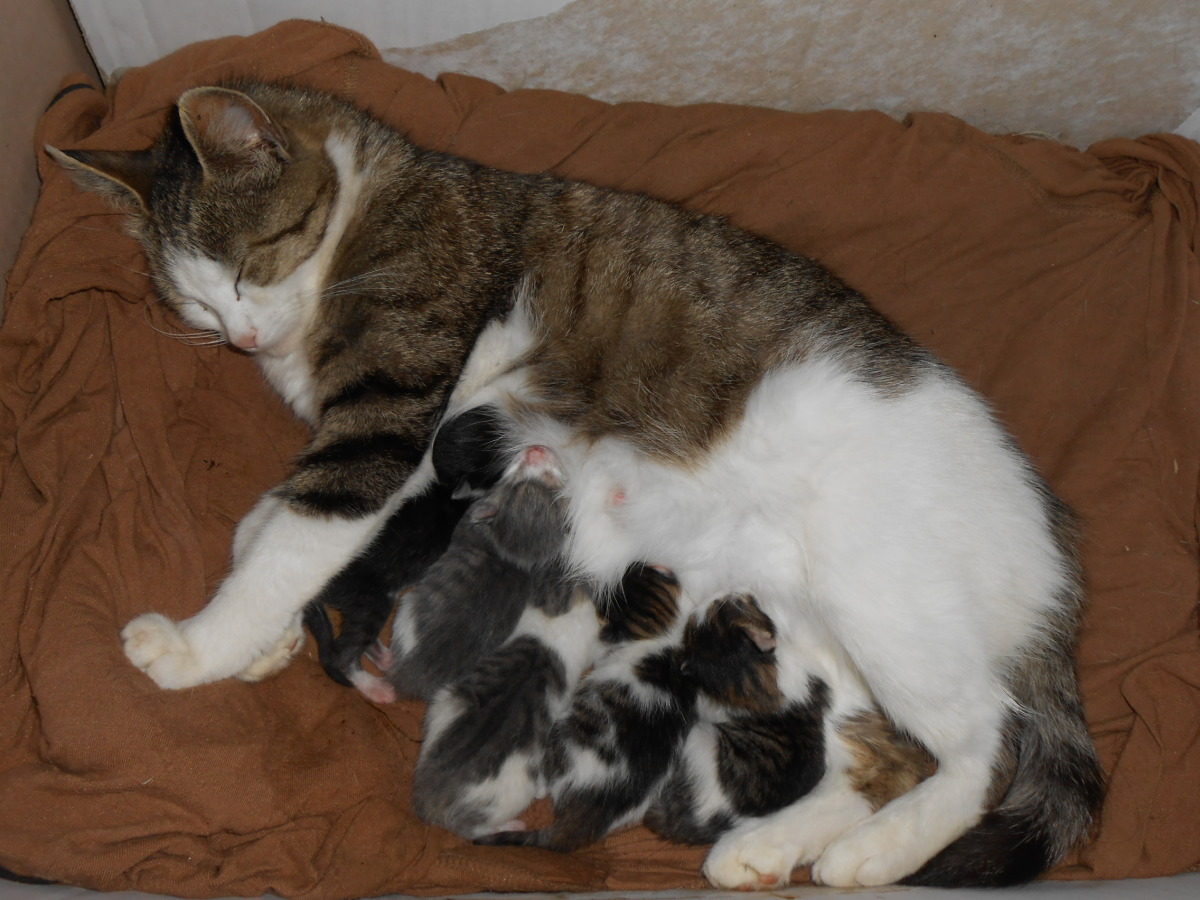 Кошка родила. Поза в которой рожают кошки. Преждевременная беременность кошки.