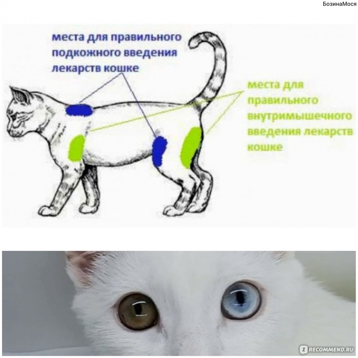 Куда коту делать укол внутримышечно в бедро схема