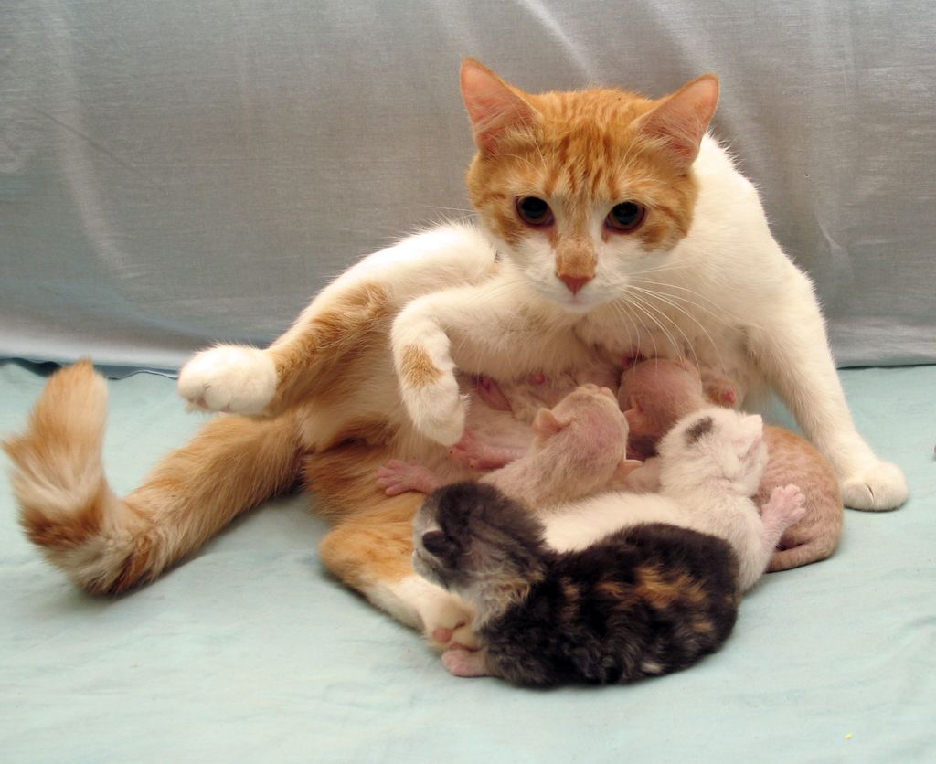 Как рождаются котята у кошки. Кошка с родившимися котятами.