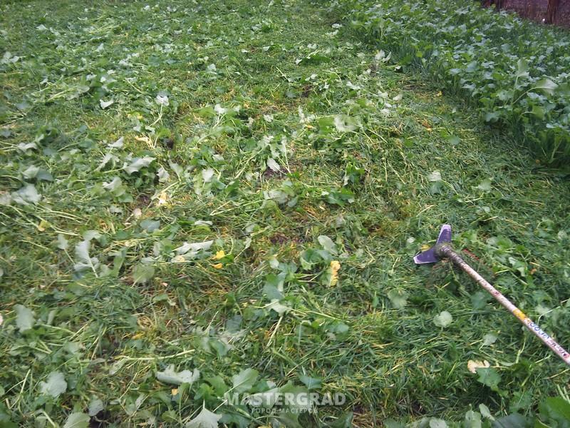 Болезни почвы в огороде фото