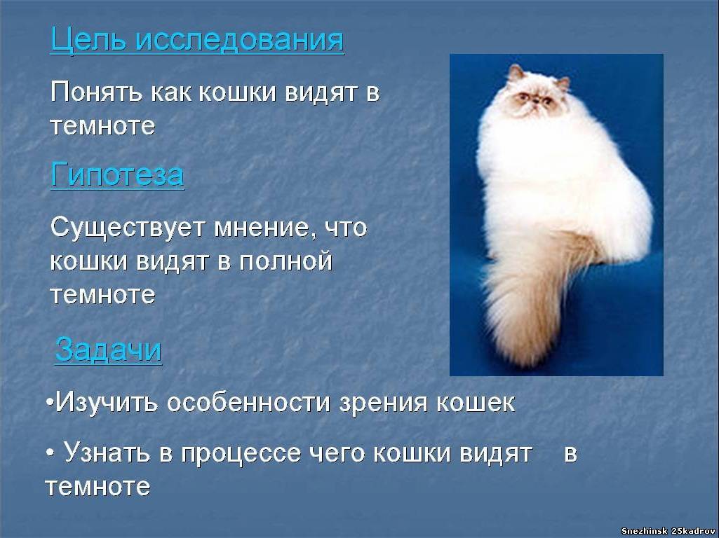 Кошки воспринимают людей как больших кошек. Как кошки видят в темно е. Кошки видят в темноте. Как видят кошки. Почему кошки видят в темноте.