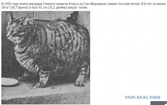 Книга рекордов котов. Самый толстый кот в мире рекорд. Самый тяжёлый кот в мире книга.