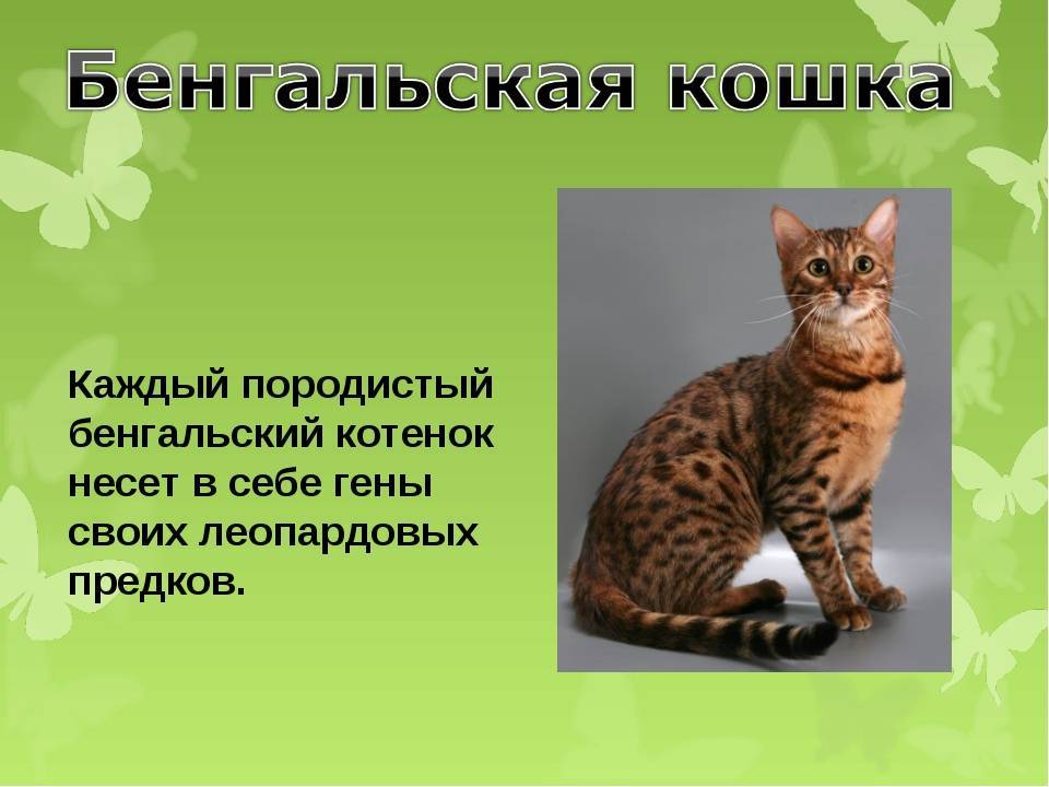 Кошка 1 класс. Бенгальская кошка презентация. Рассказ про бенгальскую кошку. Бенгальская кошка информация. Бенгальская кошка краткое описание.