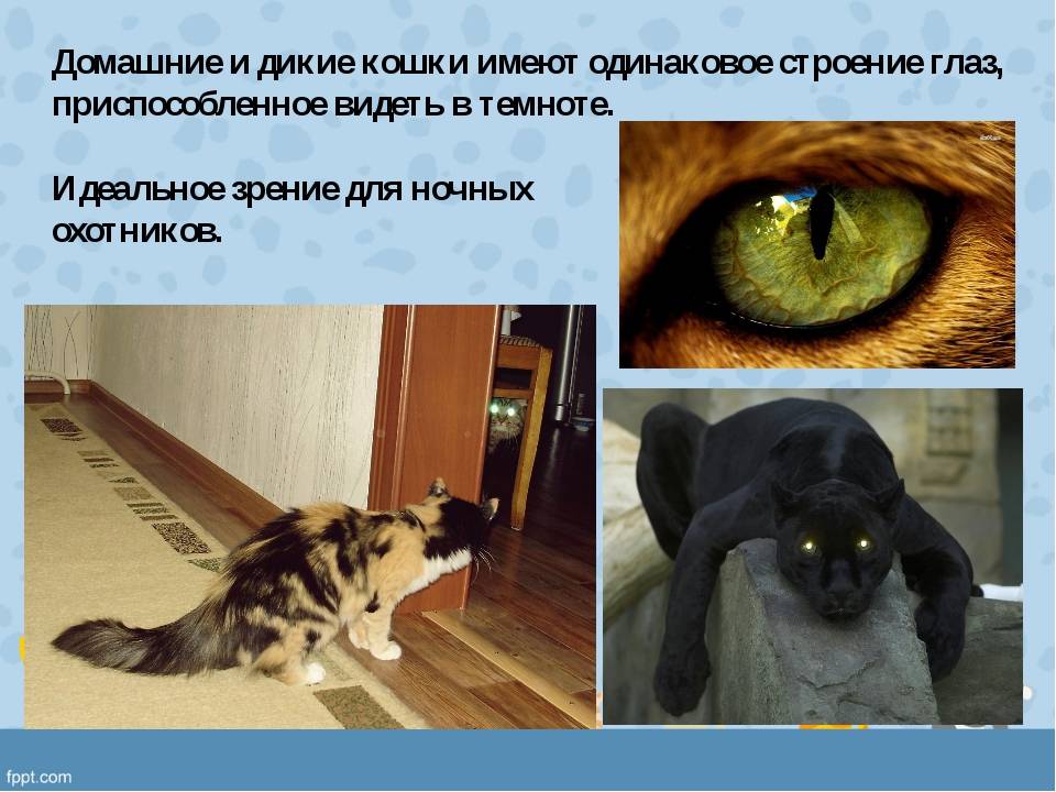 Как видят коты. Как видят кошки. Зрение кошек. Зрение глазами кошки. Мир глазами кошки.