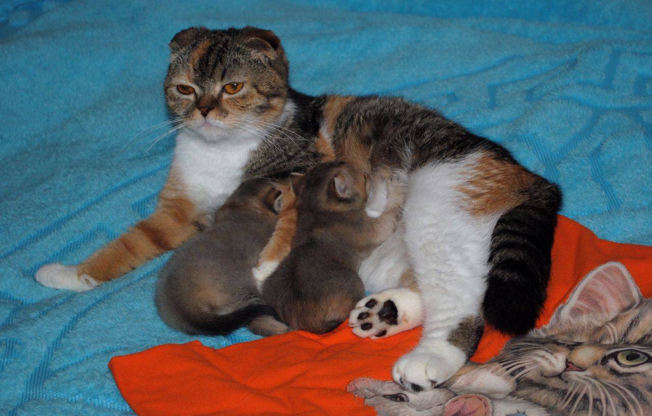 Сколько длится беременность у кошки в месяцах. Шотландская вислоухая кошка.
